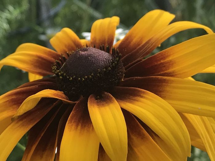 Close-up of yellow flower