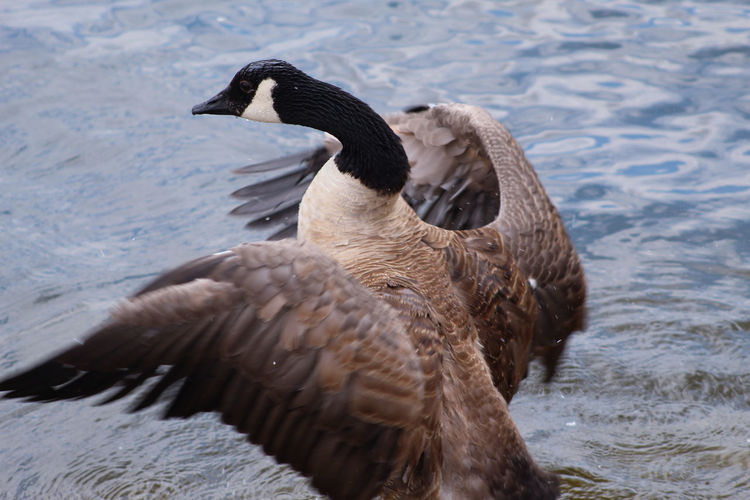 High angle view of canada goose swimming in lake