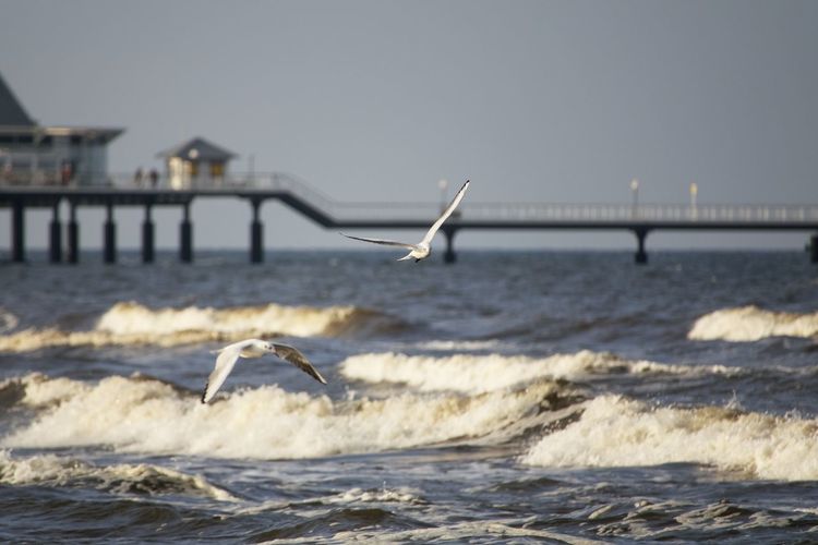 Scenic view of sea with pier and seagulls against clear sky