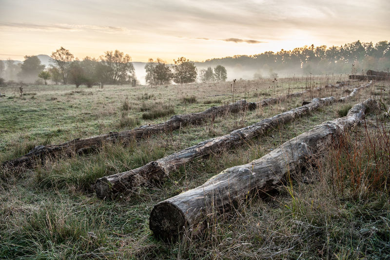 Felled trees on grassland with fog in background