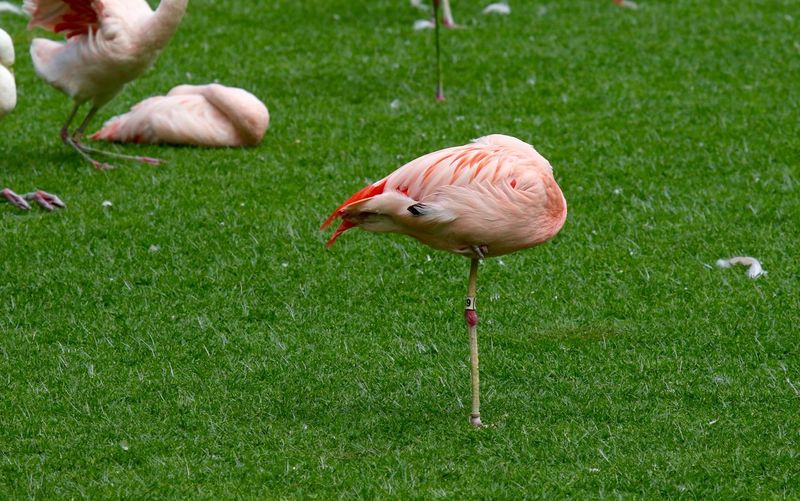 Flamingos on grassy field