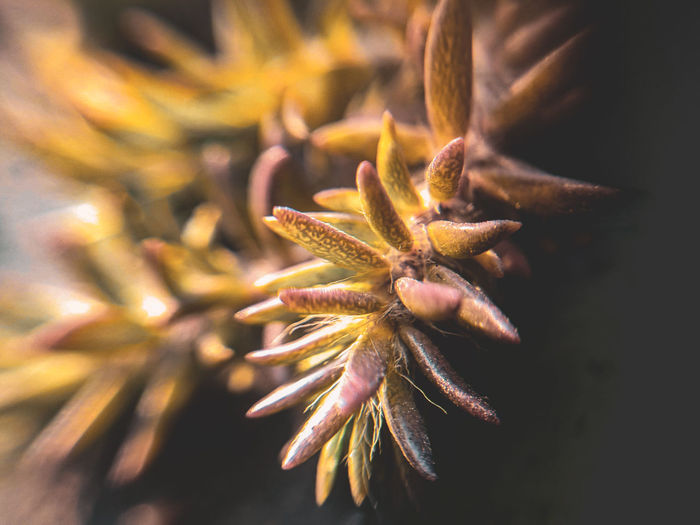Close-up of flowering plant