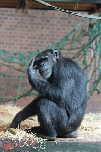 Full length of chimpanzee sitting at zoo