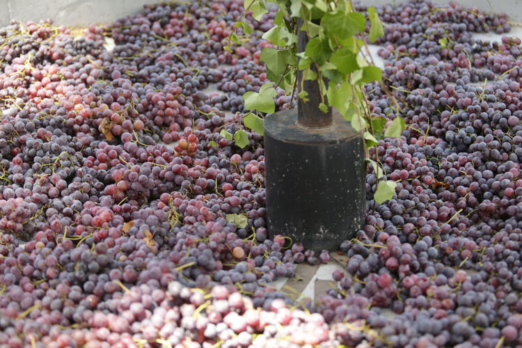 Close-up of grapes growing in potted plant ready to be trodden by human feet