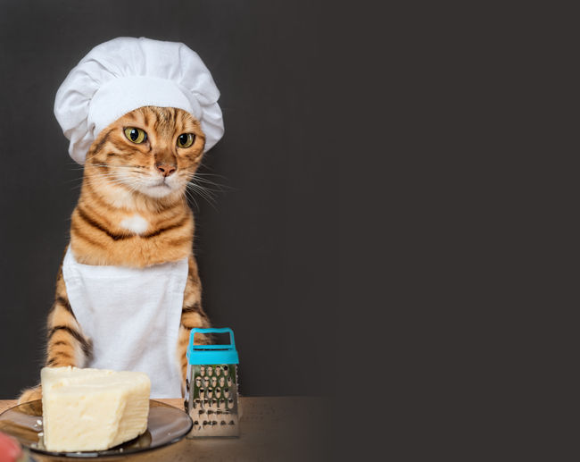 Bengal cat cook with a grater and cheese on a dark background. copy space.