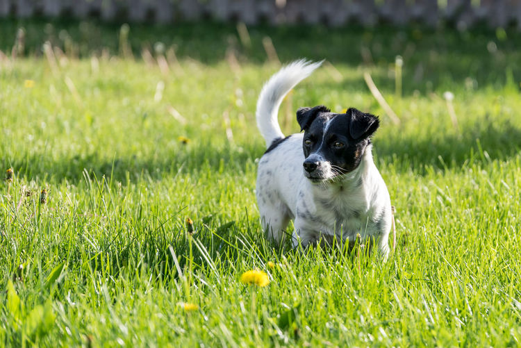 Dog lying on grass in field