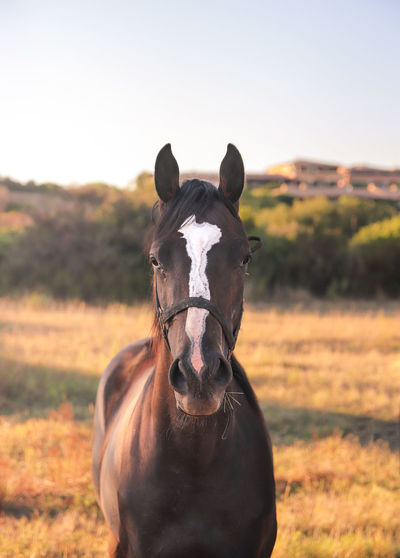 Portrait of horse on field
