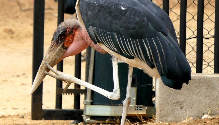 Close-up of bird perching