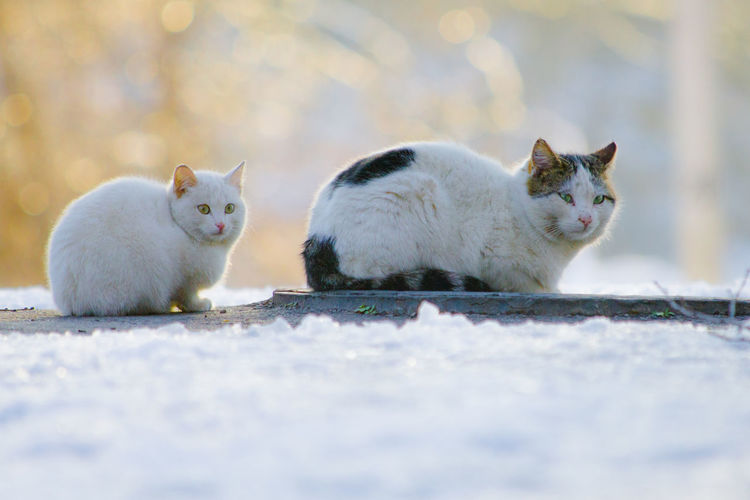 Cats on footpath during winter
