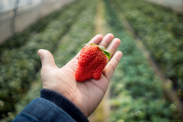 Cropped hand of person holding strawberry over field