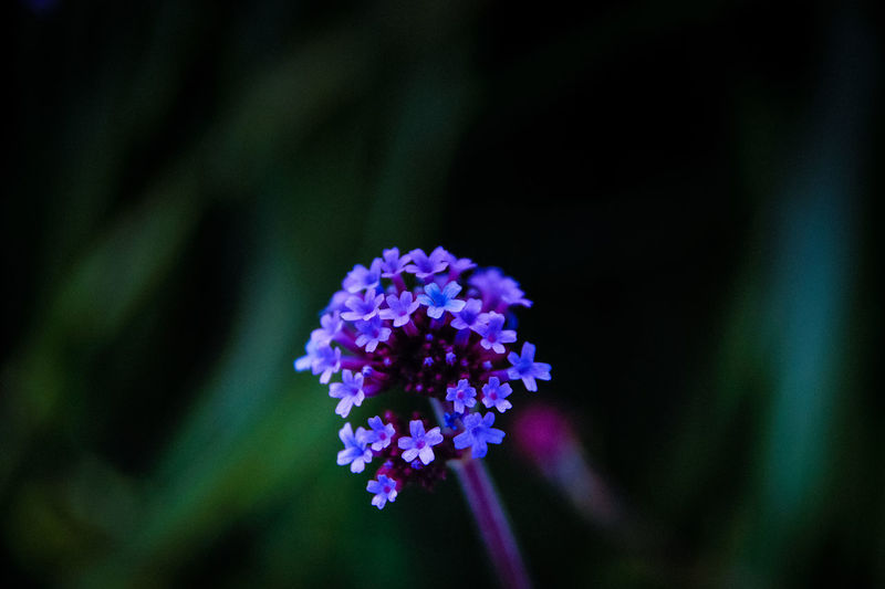 Close-up of purple lantana camara blooming outdoors