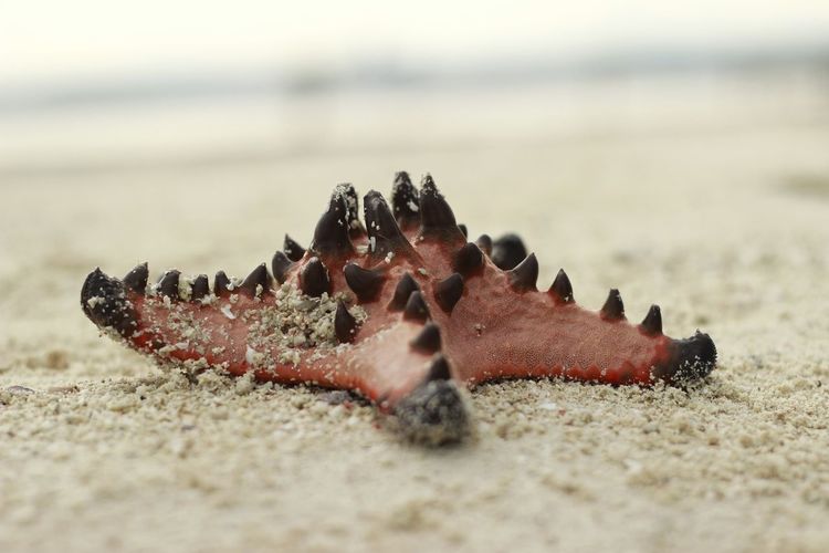 Close-up of star fish on sand at beach