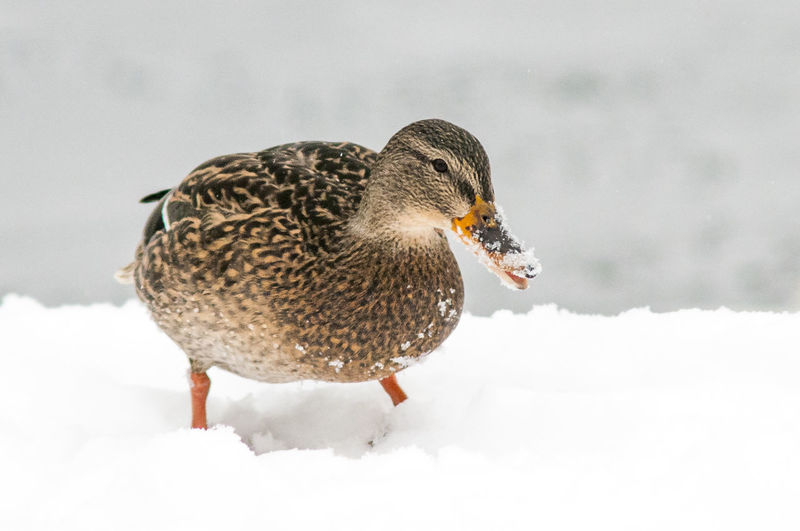 Close-up of duck perching on snow covered field