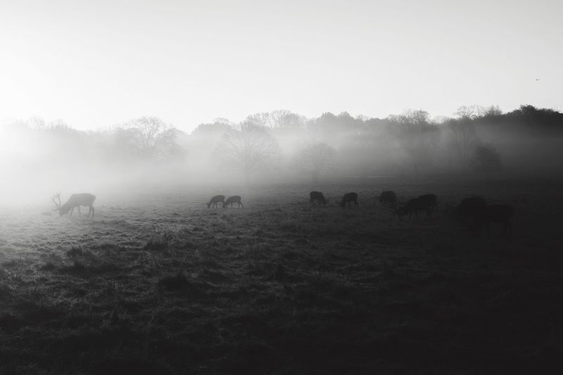 Sheep on field against sky
