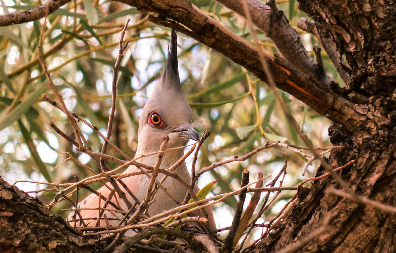 Close-up of crested pigeon on nest