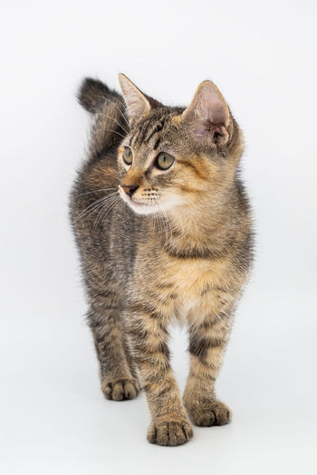 Close-up of a cat looking away against white background