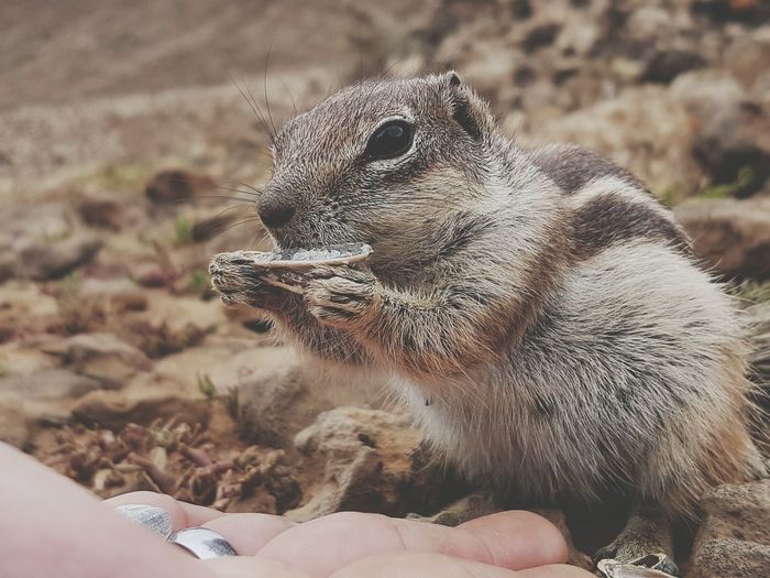 Close-up of person feeding chipmunk