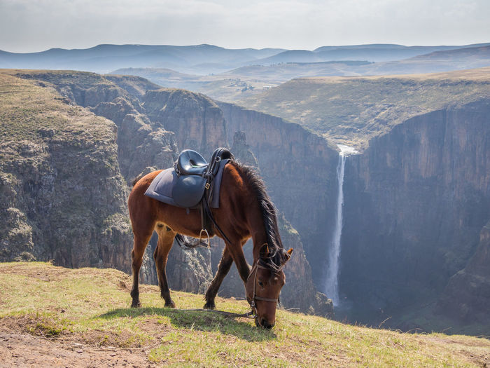 Horse standing on landscape against mountains