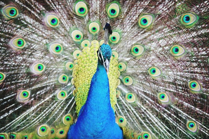 Close-up of peacock with fanned feathers