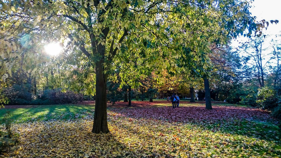 Trees in park