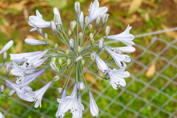 Close-up of white flowers blooming outdoors