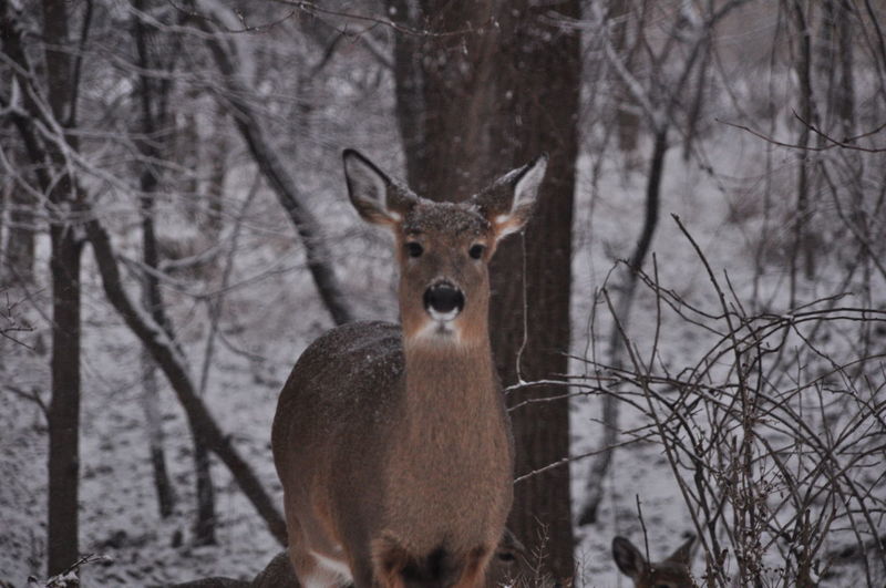 Portrait of deer standing on bare trees