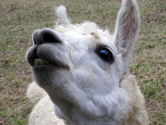 Close-up of a alpaca on field