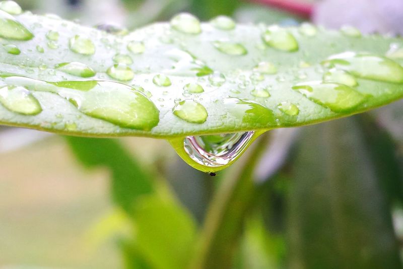 Detail shot of water drops on leaf