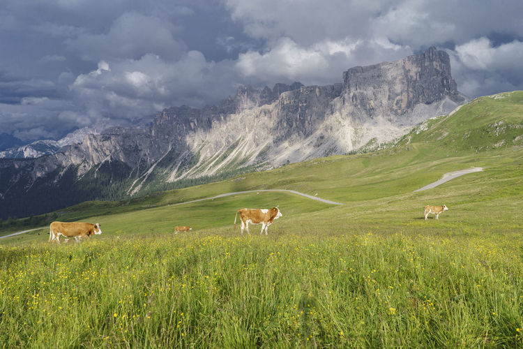 Cows walking on grassy field against cloudy sky