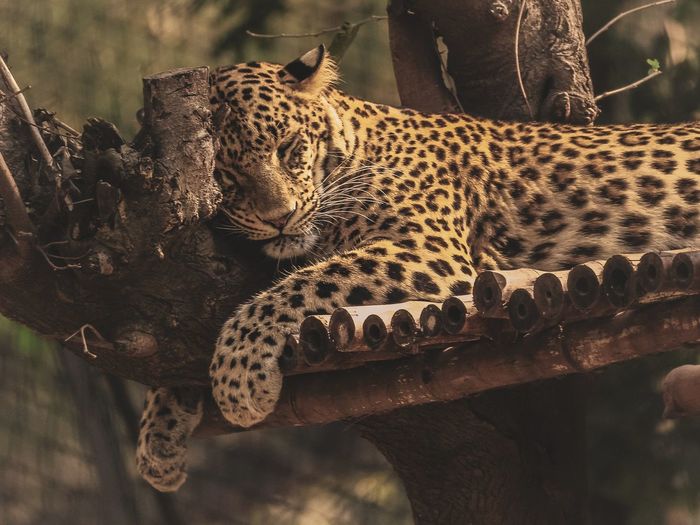 View of leopard relaxing on tree