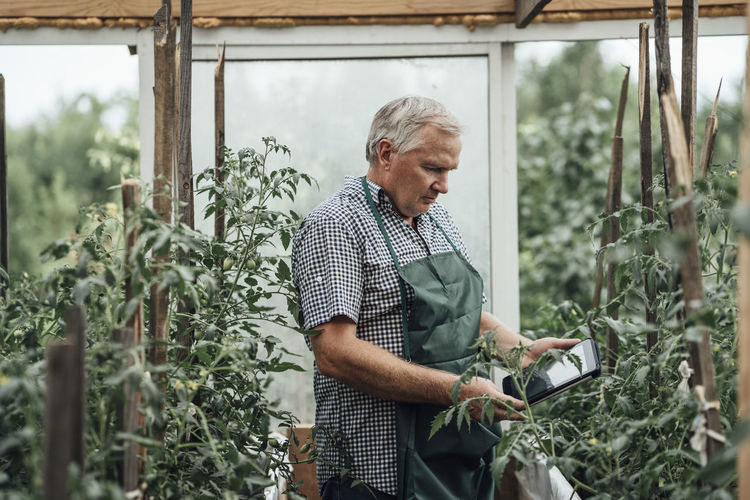 Mature man, gardener in greenhouse using digital tablet