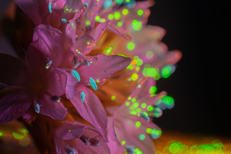 CLOSE-UP OF PINK FLOWERING PLANTS