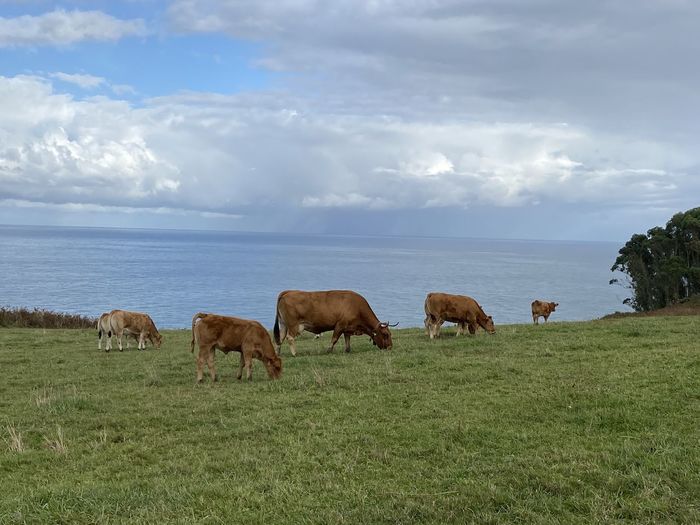 Horses grazing in a field
