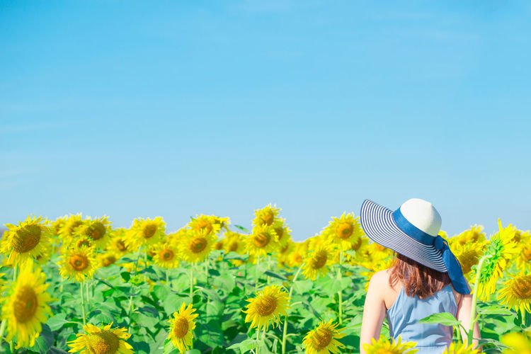 Rear view of woman with sunflower against blue sky