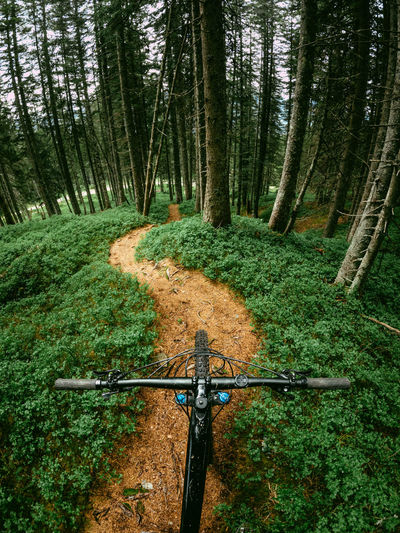 Mountain biking pov shot on footpath in a forest.