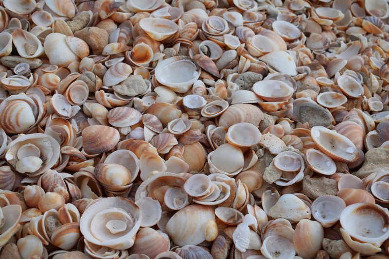 Detail shot of shells