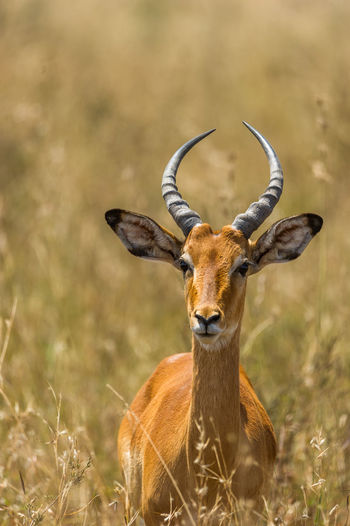 Portrait of gazelle on field