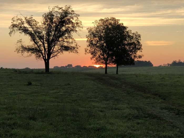 Daybreak over a cattle farm and barns in kentucky.  sunrise over rolling green hills.