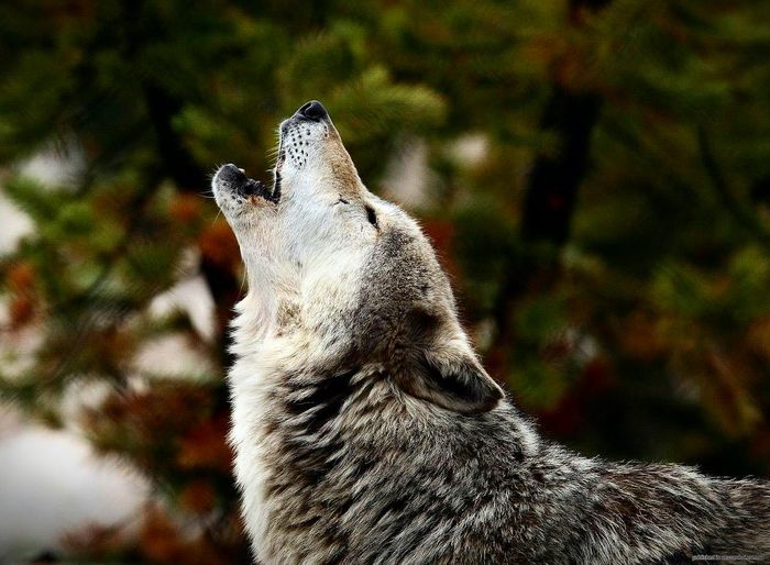 Close-up of wolf crying
