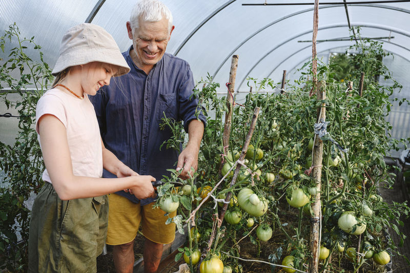 Senior man with granddaughter harvesting tomatoes in hothouse