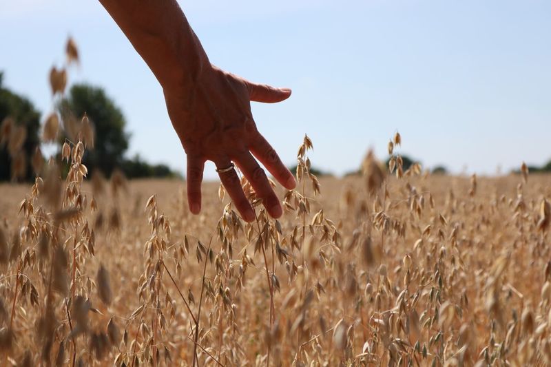 Cropped hand touching wheat crops on field against sky during sunny day