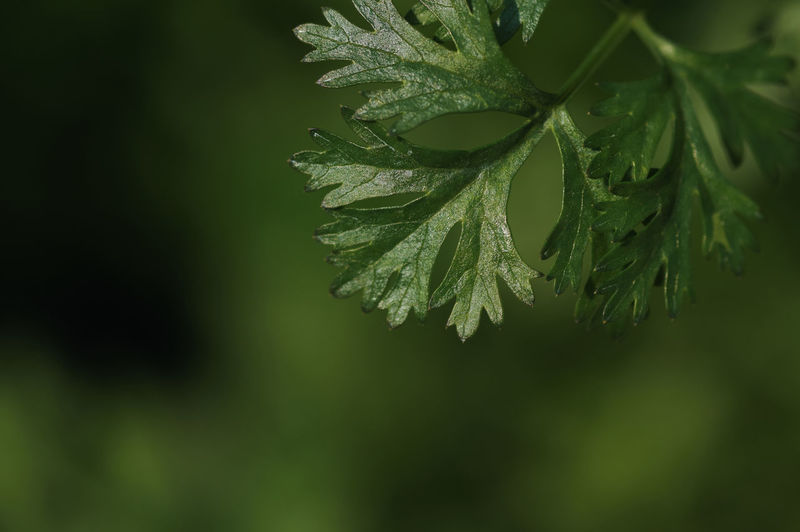 Close-up of the coriander leaf