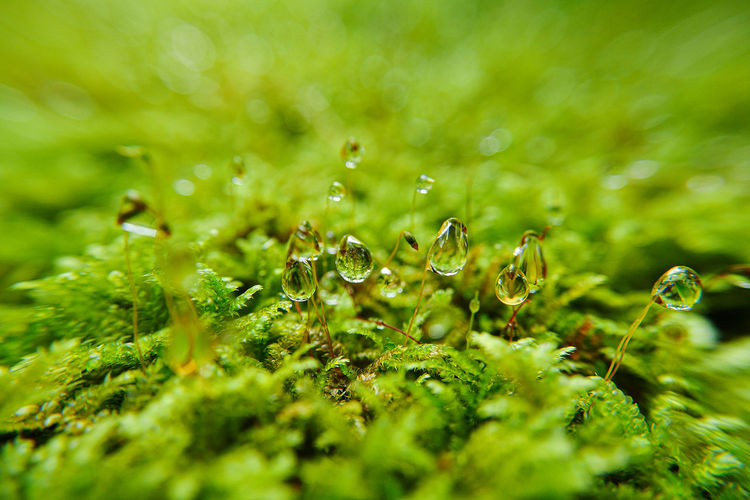 Close-up of water drops on plant