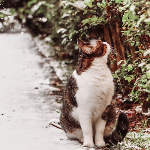 Cat watching the snow falling