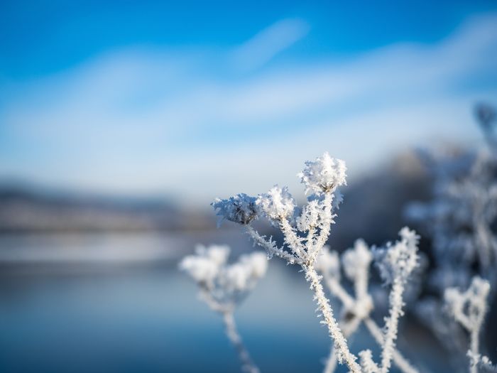 Close-up of frozen plant against sky