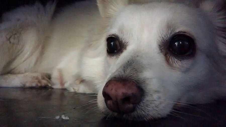 Portrait of a dog