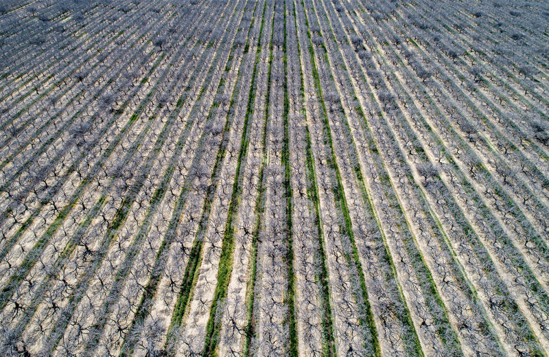Pistachios and almonds field in california, united states. pistachio trees in rural orchard