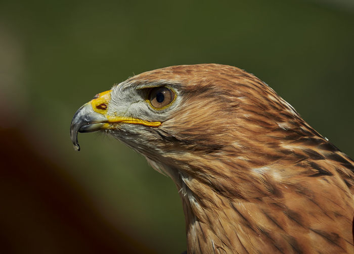 Close-up of common buzzard