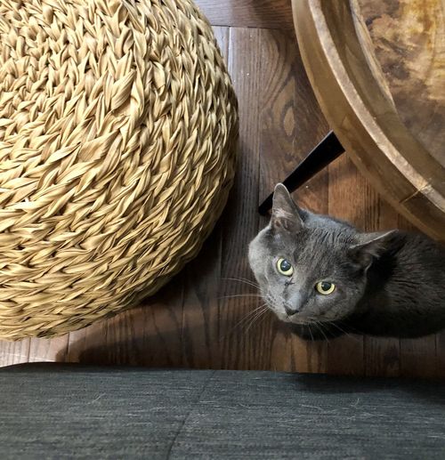 Portrait of cat in basket on table