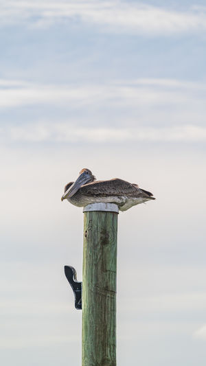 Bird perching on wooden post